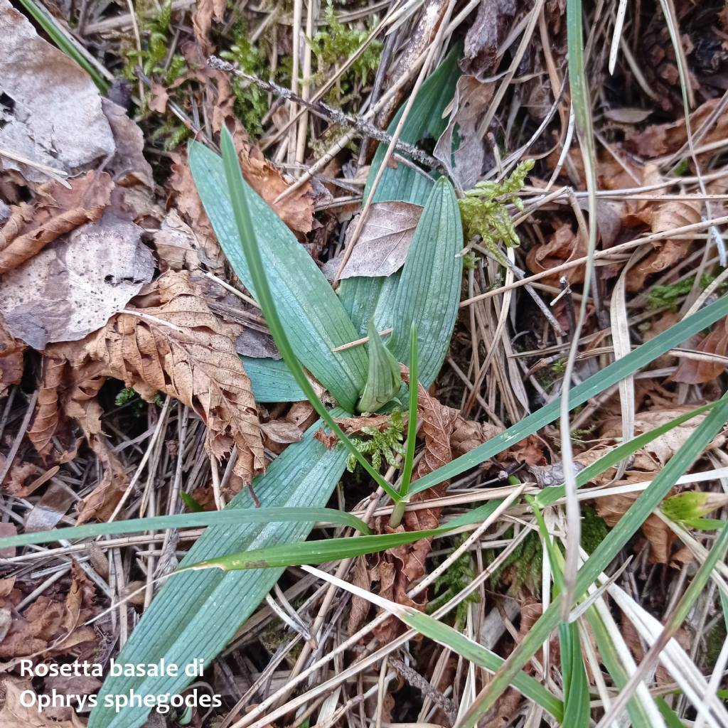 Ophrys minipassionis nell''Appennino Tosco-Emiliano